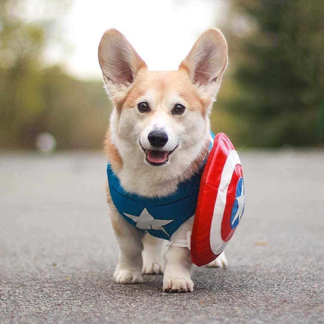Imagendivertida De Un Perro Corgi Vestido Como El Capitán América.