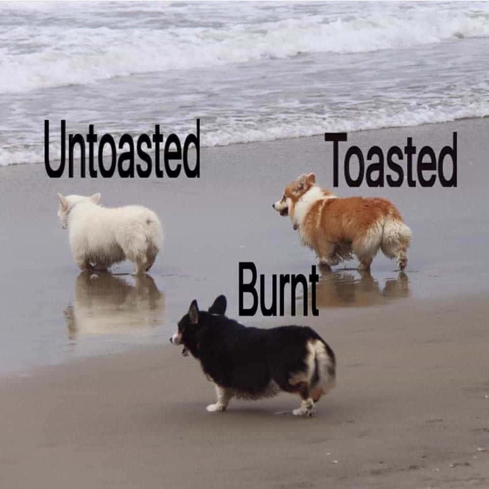 Funny Corgi Untoasted Toasted Burnt Meme Picture