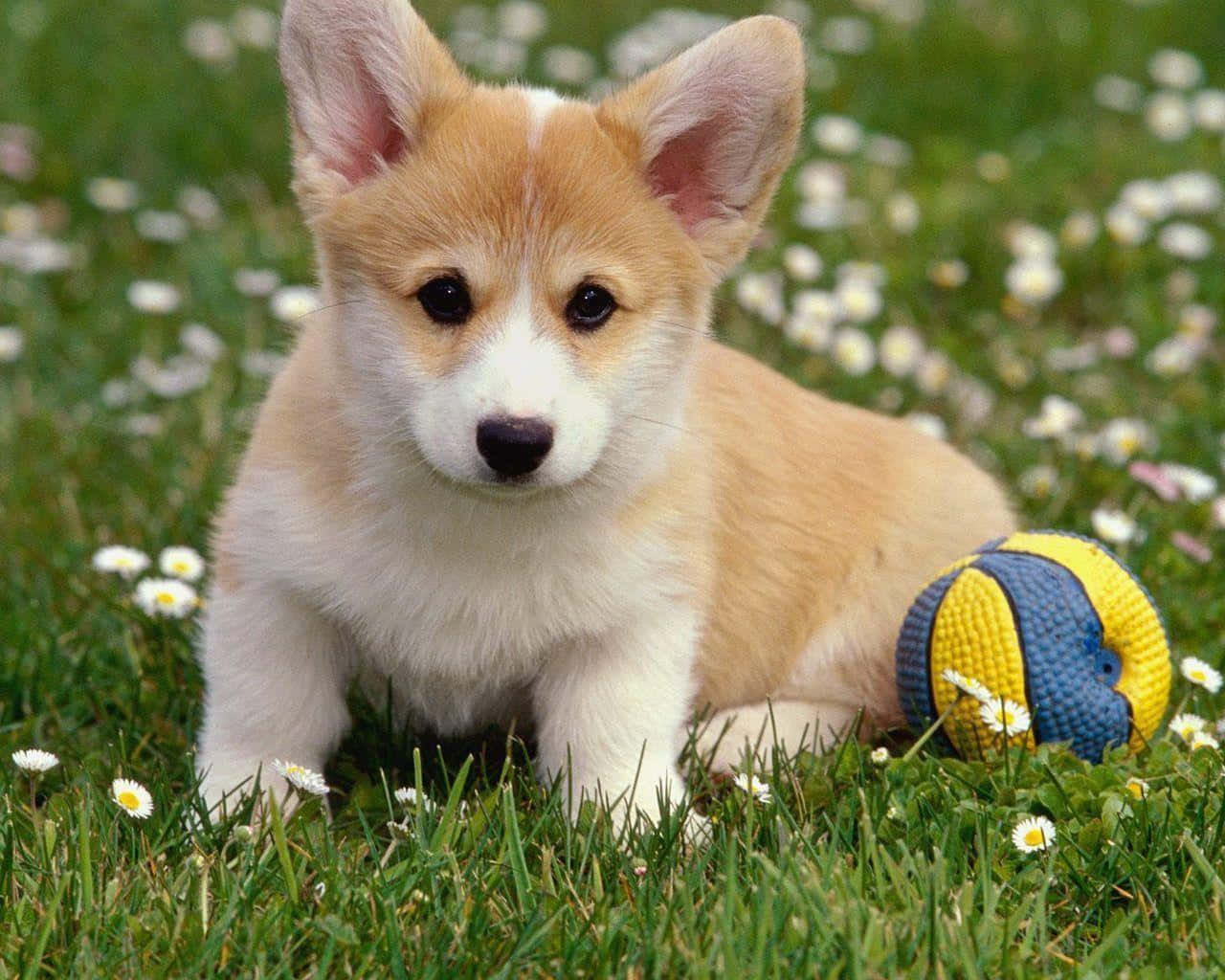 Funny Corgi Puppy With Ball Picture