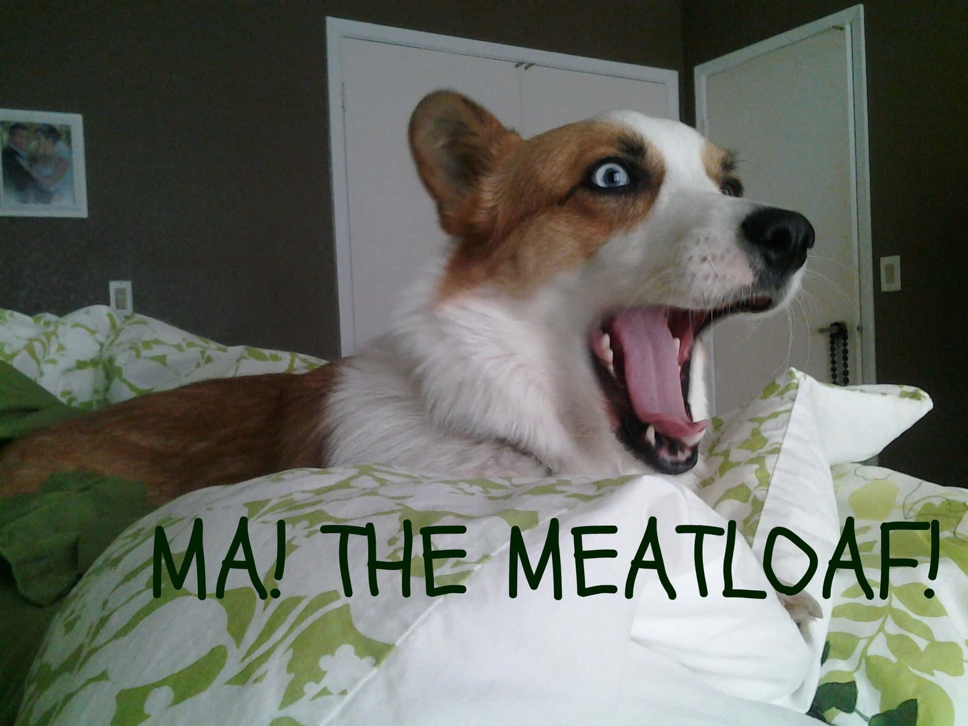 Maialinoil Meatloaf Immagine Divertente Di Un Corgi