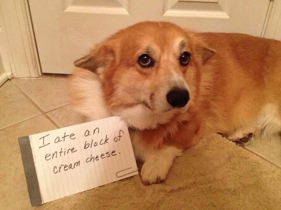 Funny Corgi Dog Confessing Picture
