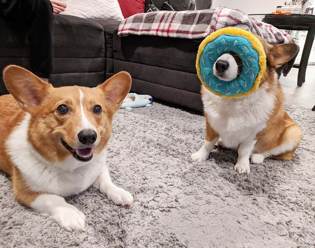 Funny Corgi With Donut Pillow Picture