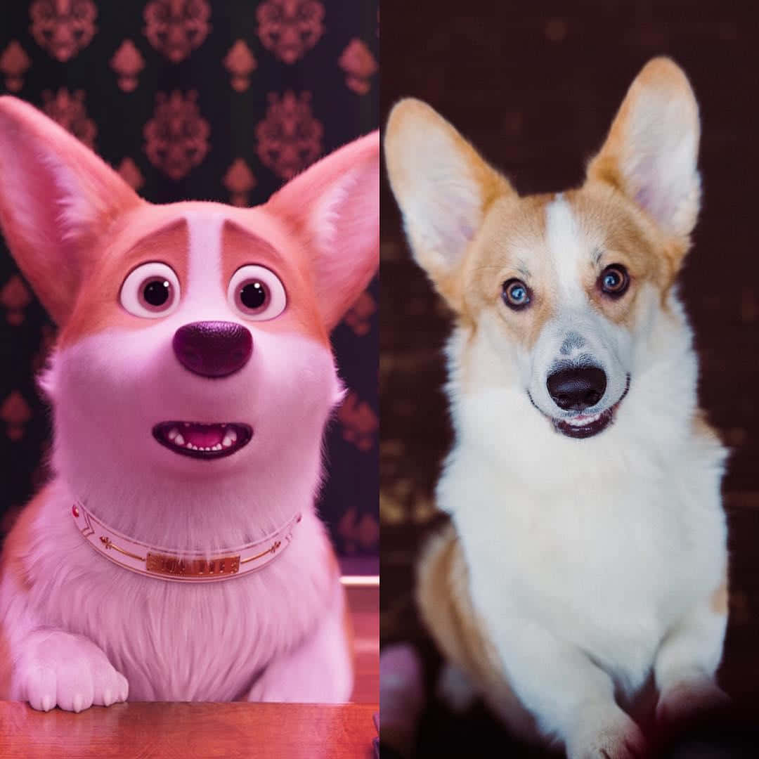 Funny Corgi Rex In Real Life Picture