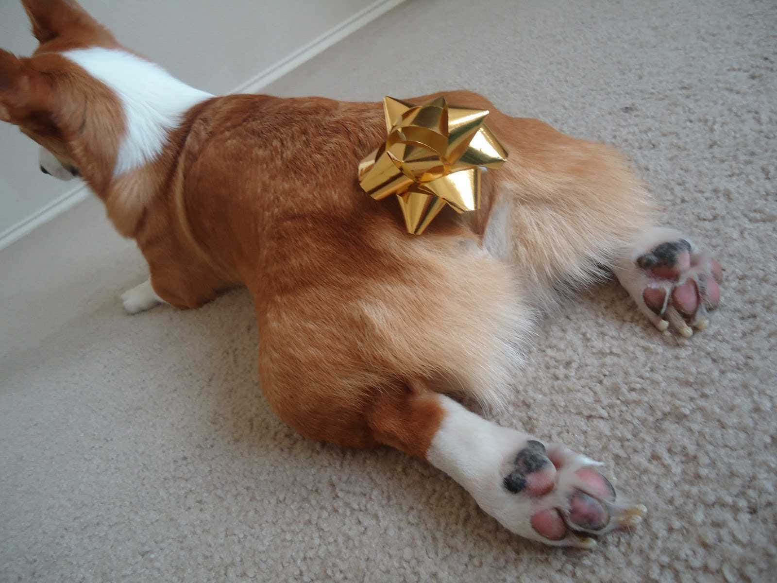Funny Corgi With Golden Tail Design Picture