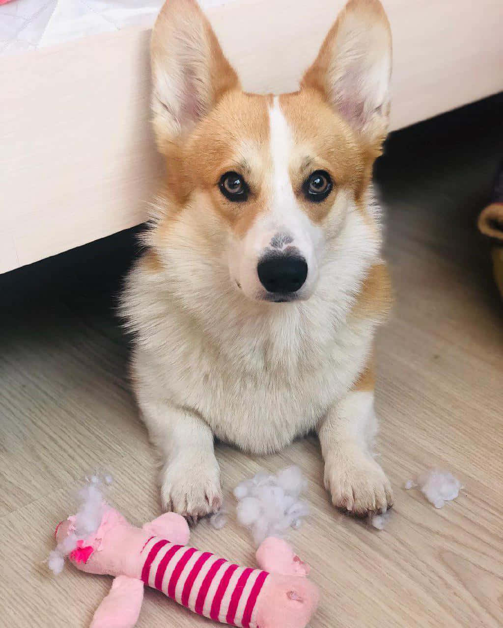 Funny Corgi Destroyed Piglet Toy Picture