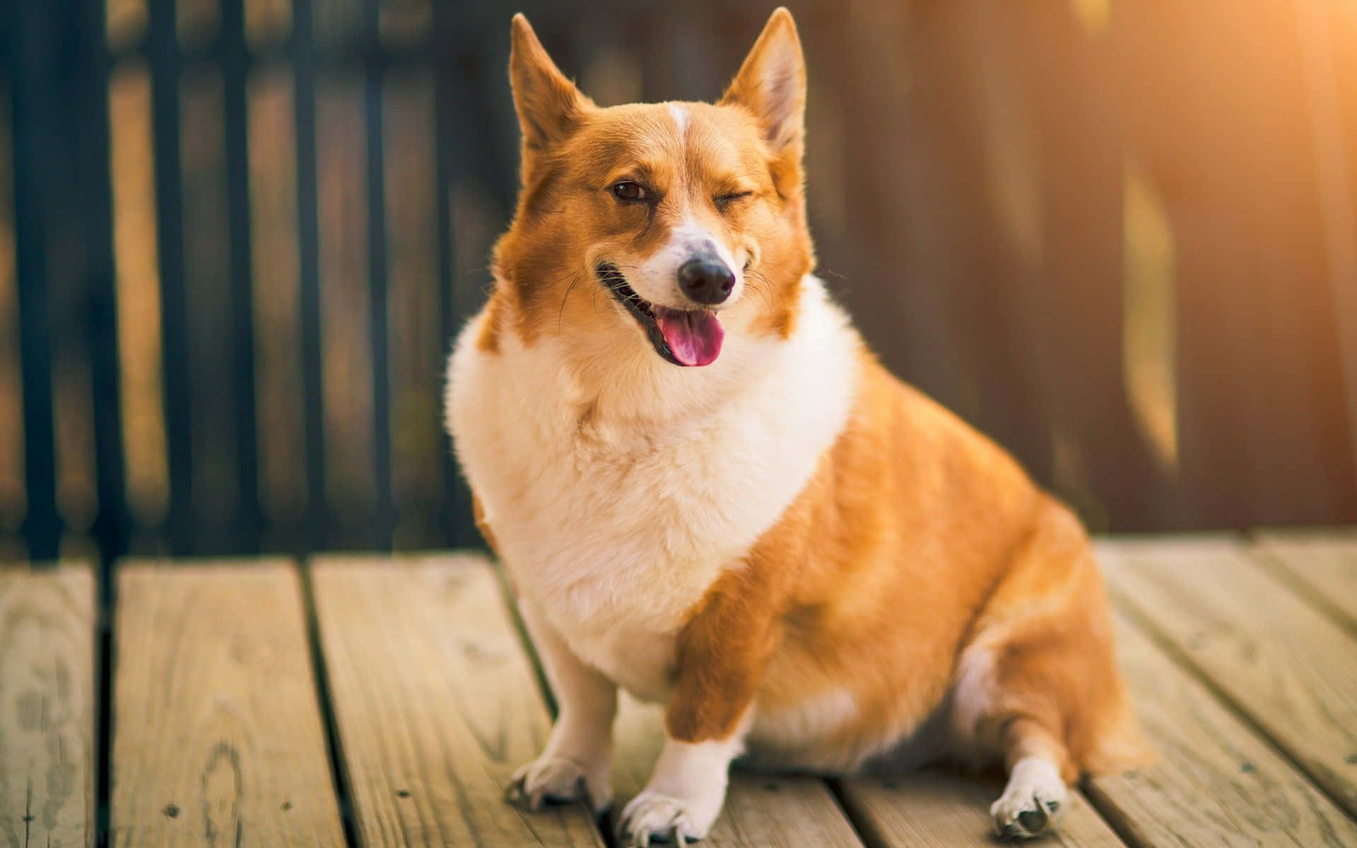 Funny Corgi Dog With Sunlight Picture