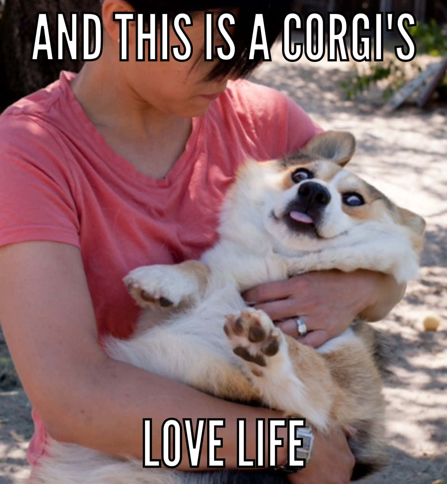 Funny Corgi Love Life Meme Picture