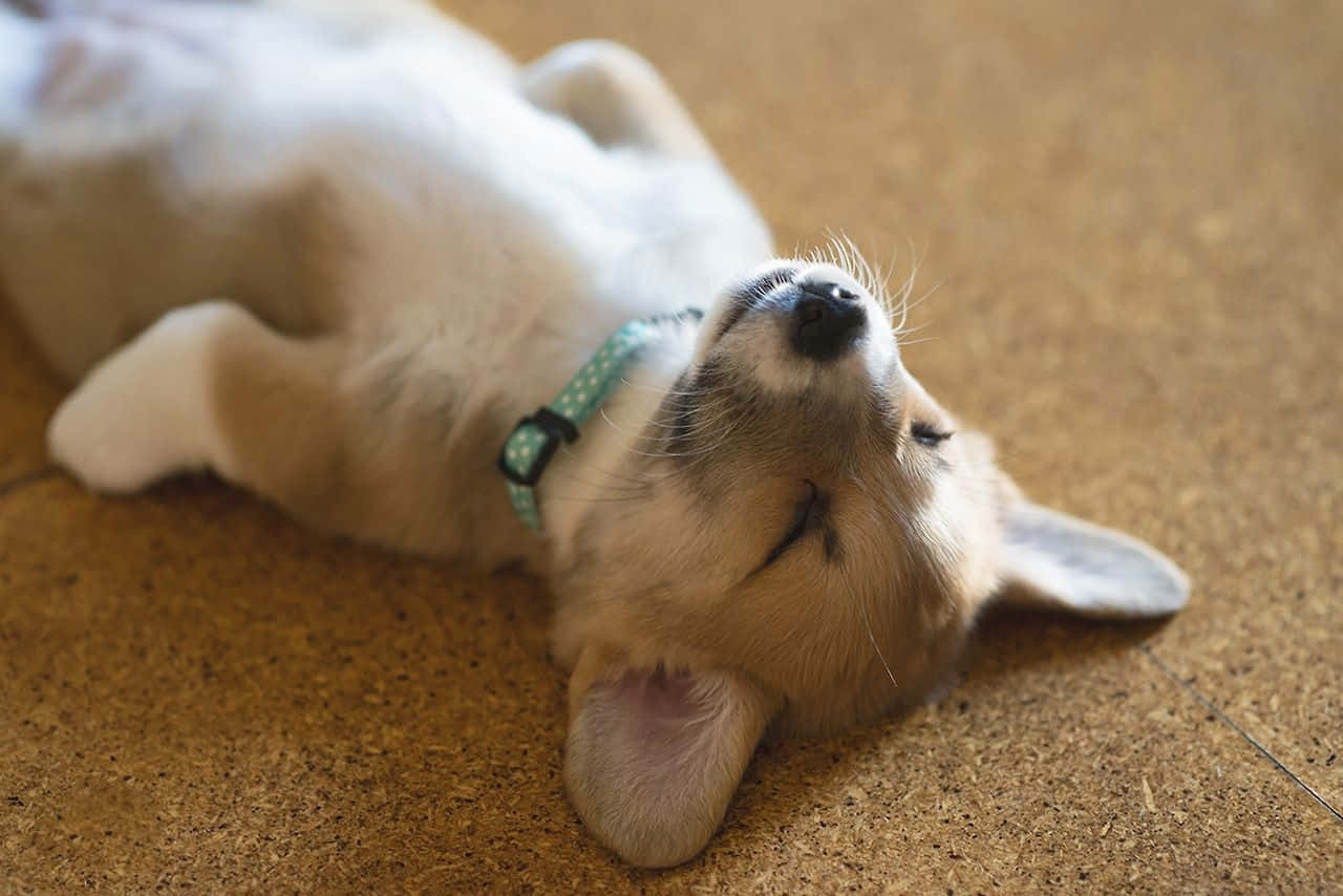 Funny Corgi Puppy Sleeping Picture