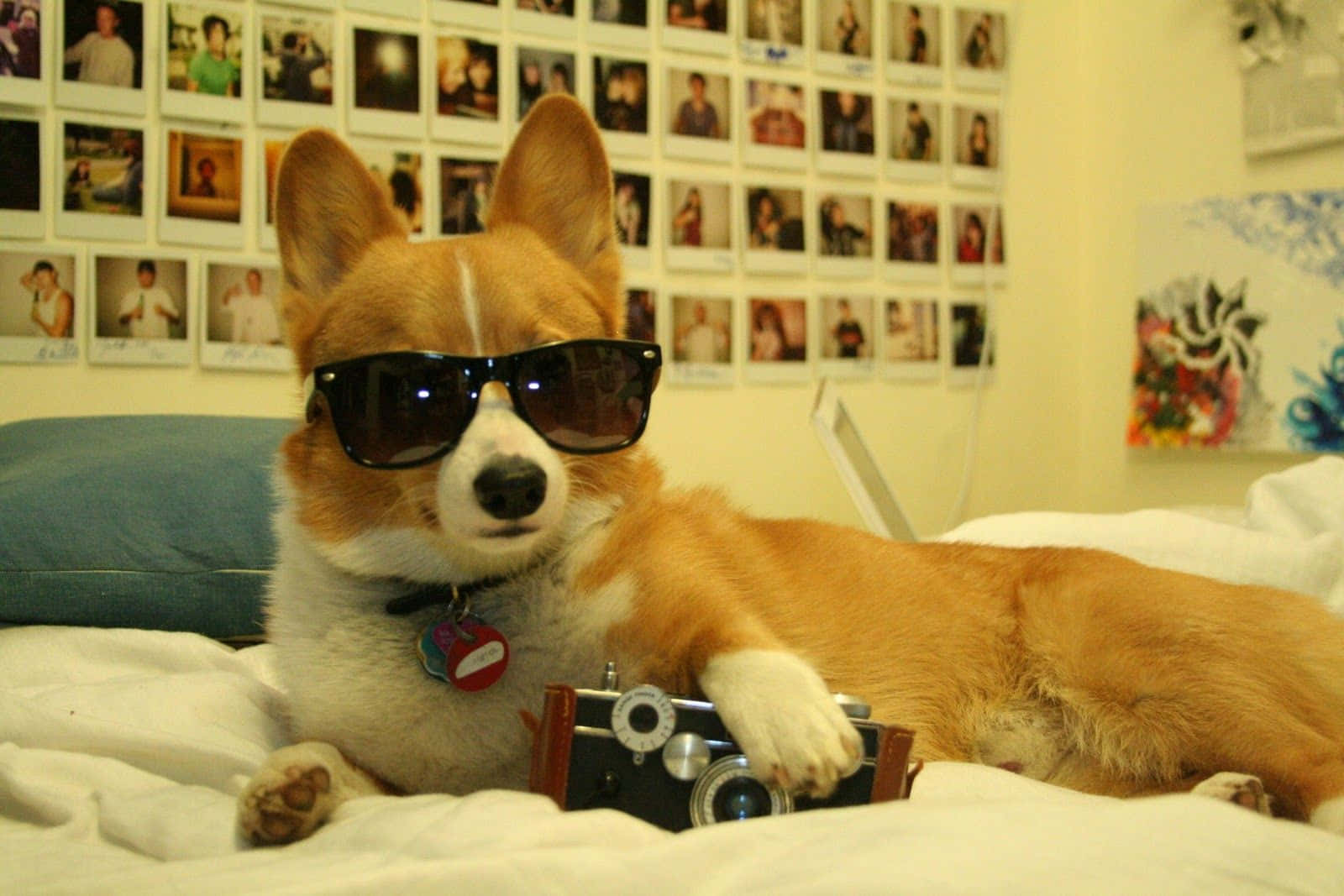 Funny Corgi Dog With Shades Picture