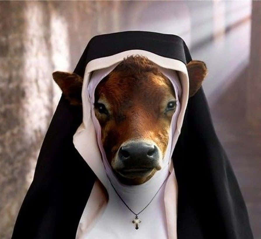Funny Cow Nun Suit Pictures