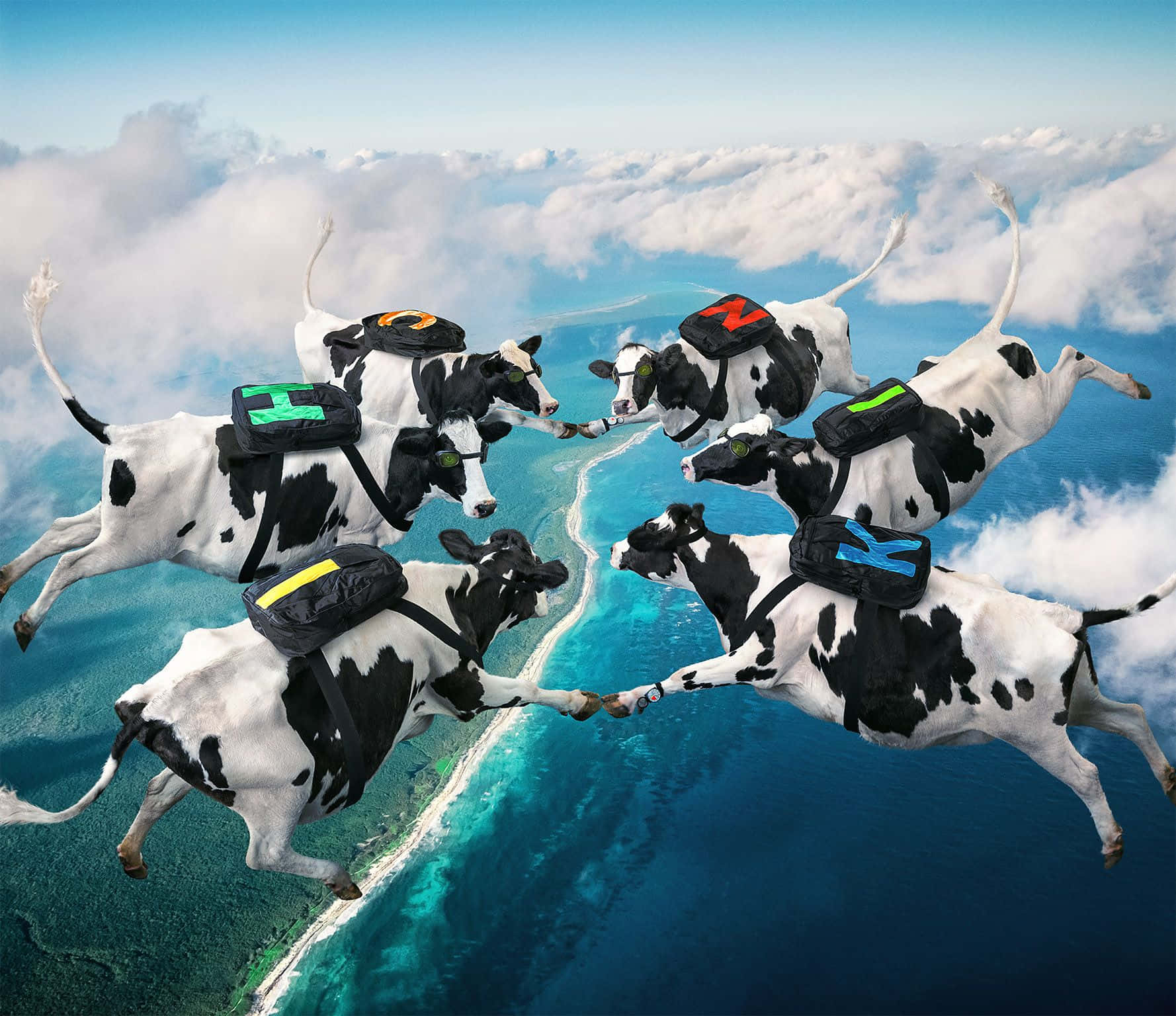 Funny Cow Sky Diving Pictures