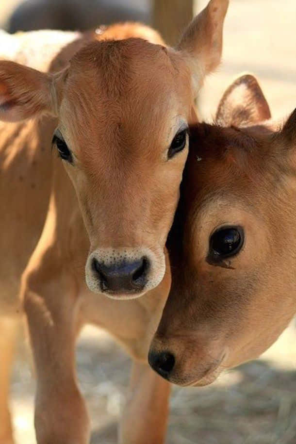Two Baby Funny Cow Pictures