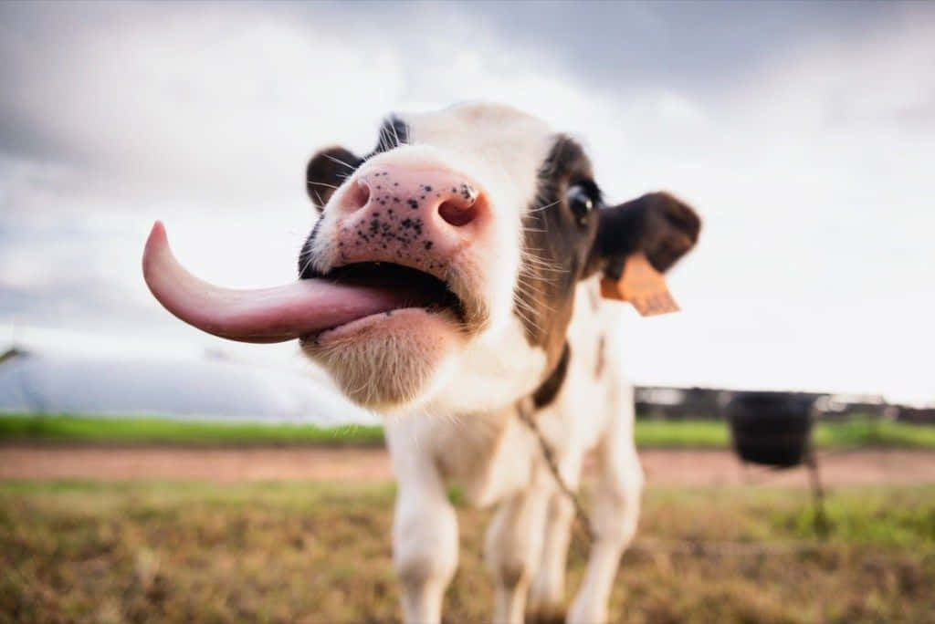 Funny Cow Long Tongue Out Pictures