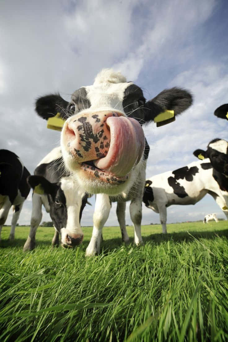 Imagensengraçadas De Vacas Leiteiras.