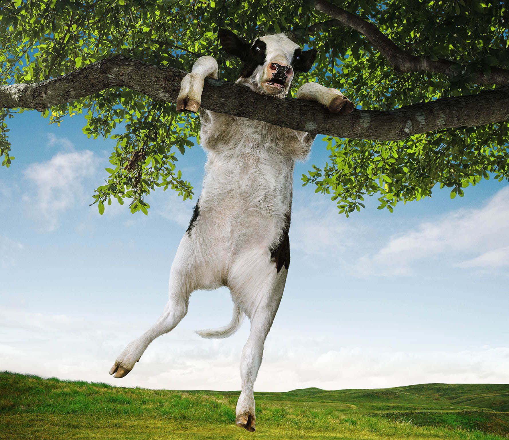 Funny Cow Hanging On Tree Branch Pictures