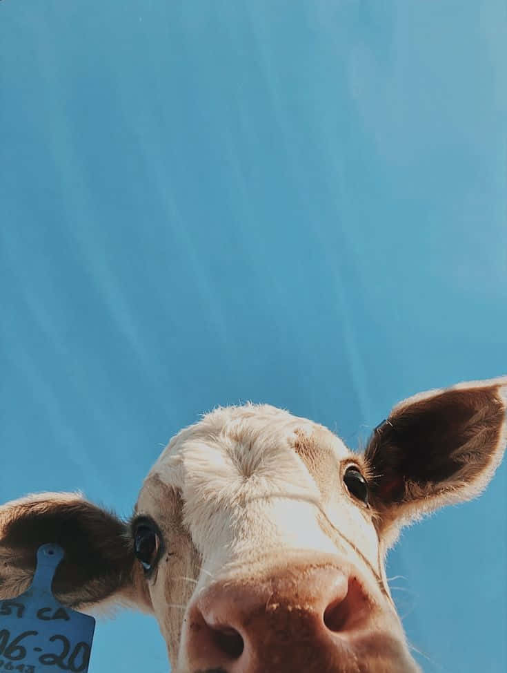 Funny Cow With Blue Sky Pictures