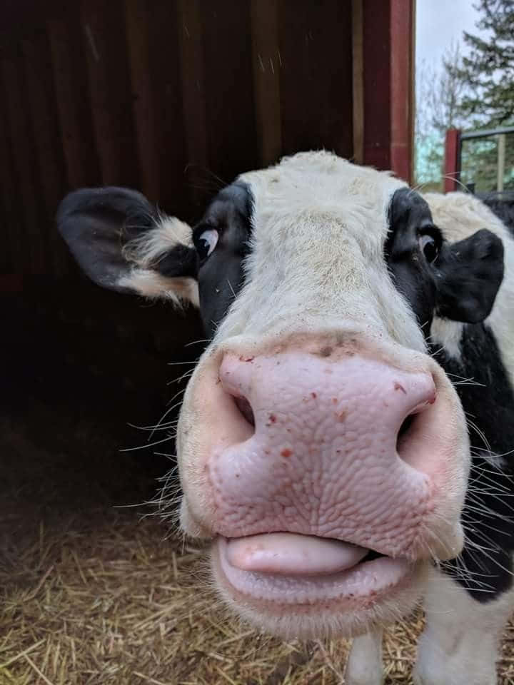 Funny Cow Tongue Out Pictures