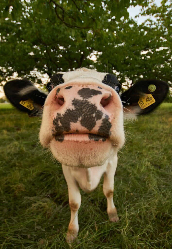Funny Cow Closer Nose Pictures