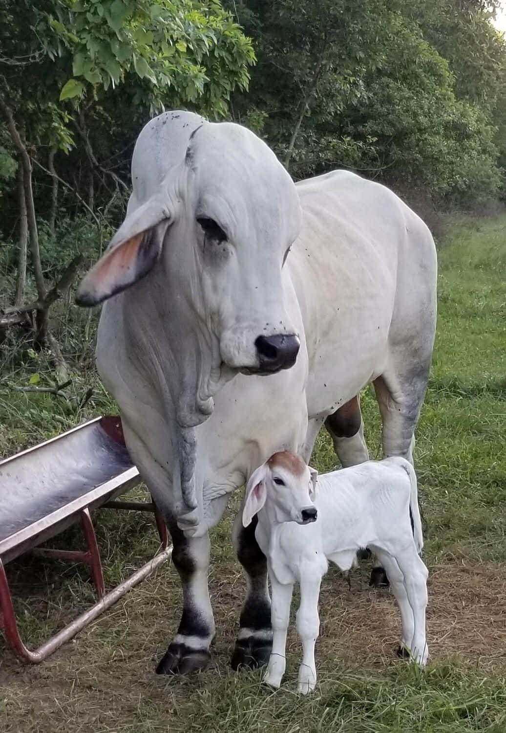 Mother And Baby Nelore Funny Cow Pictures