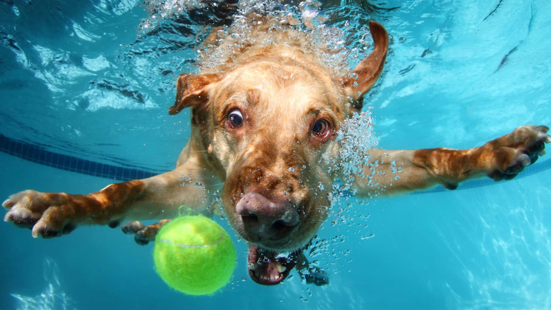 Funny Cute Animals Dog Swimming Tennis Ball Wallpaper