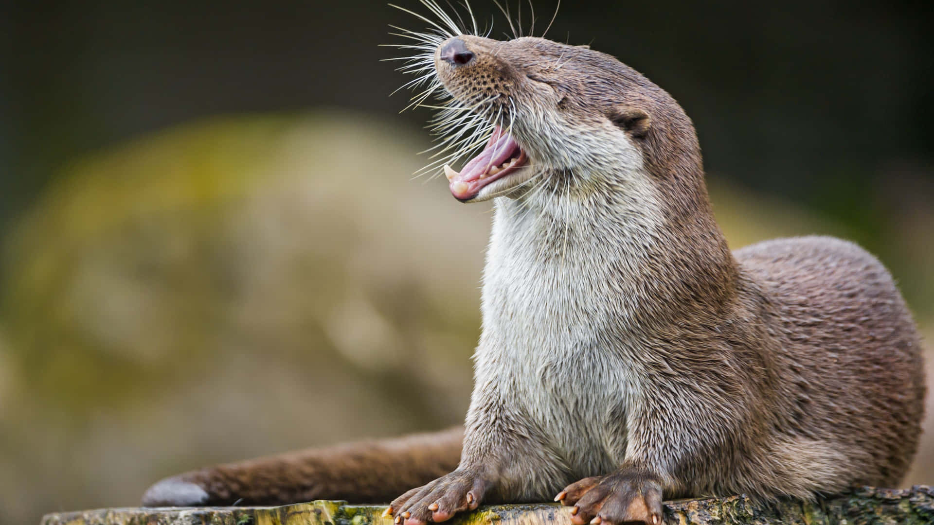 Funny Cute Animals Yawning Otter Wallpaper