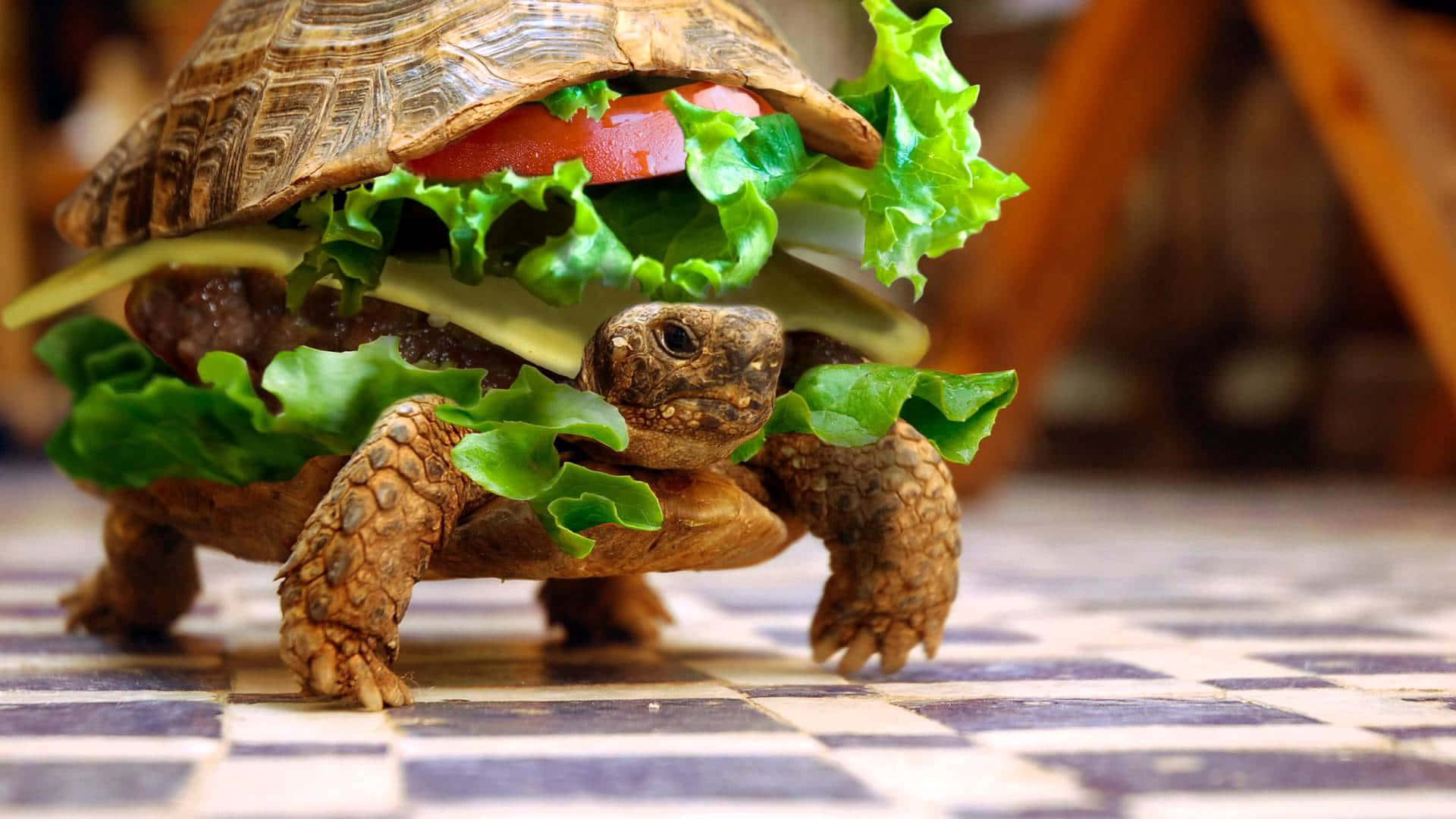 Funny Cute Animals Turtle Burger Attire Wallpaper
