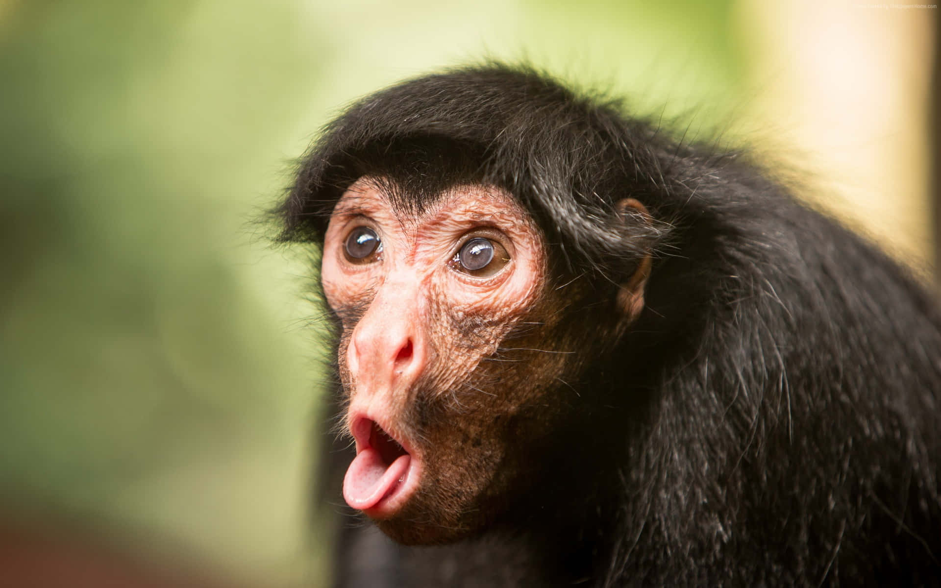 Funny Cute Animals Monkey Surprised Wallpaper