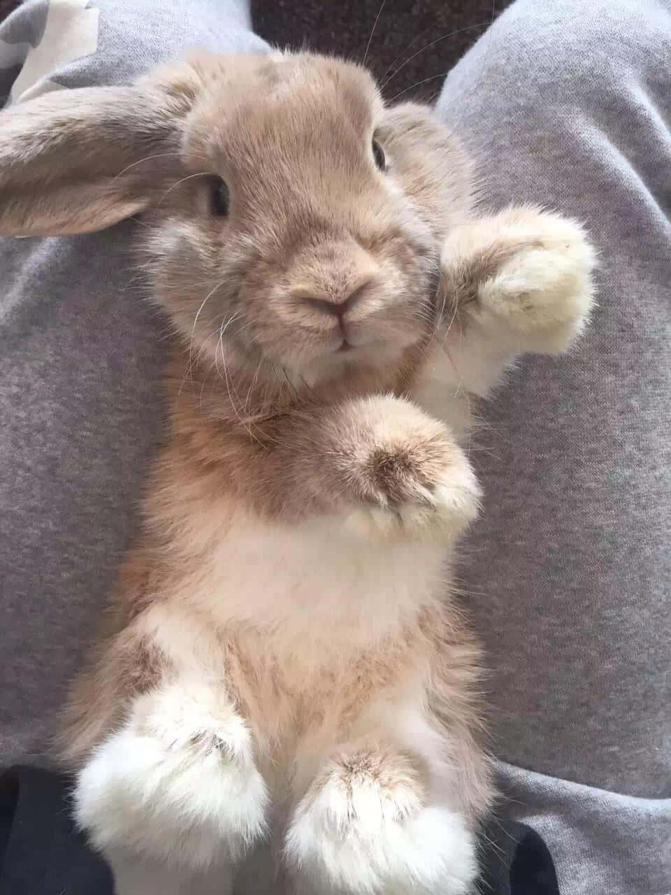 Funny Cute Bunny Picture