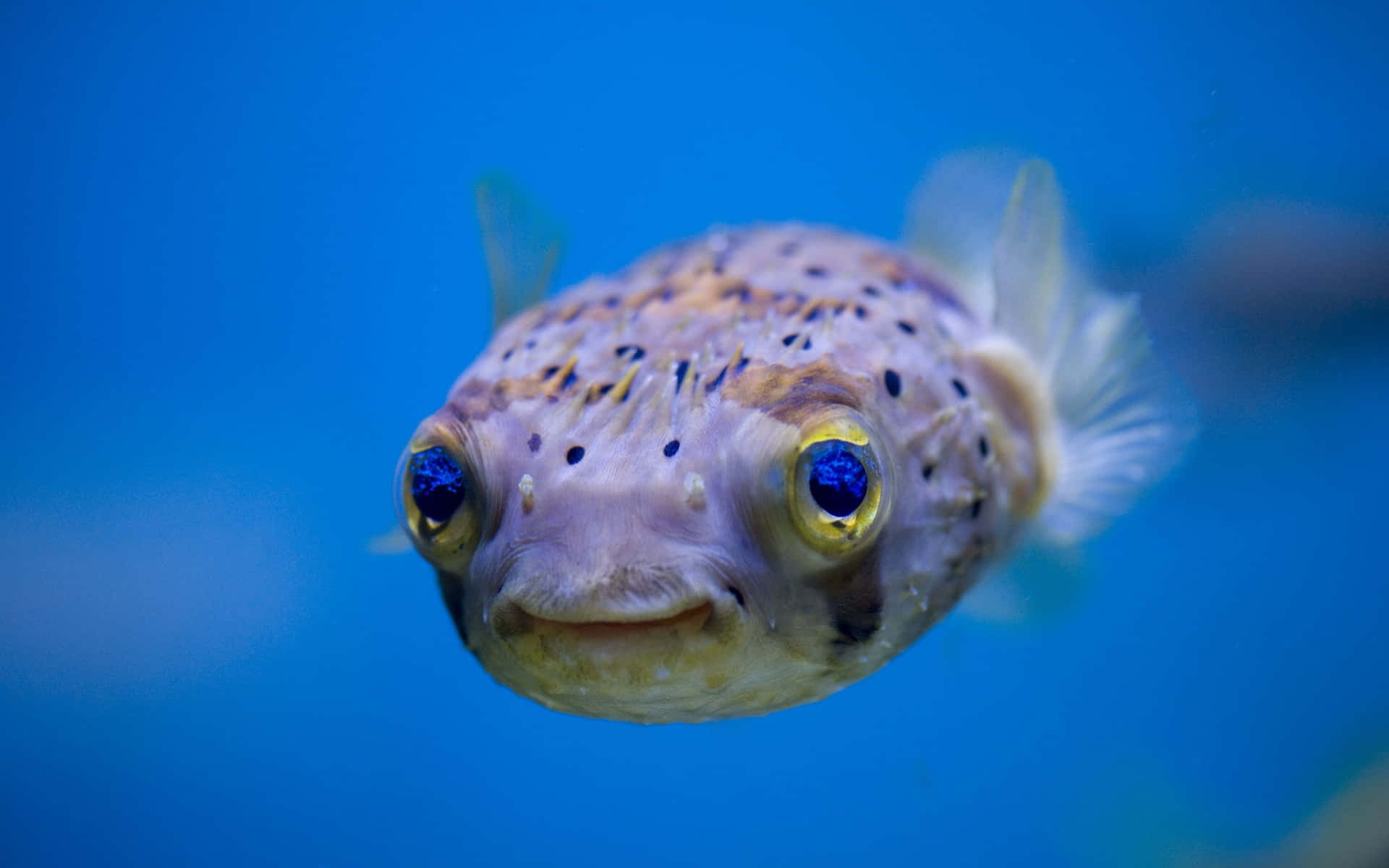 Funny Cute Fish Picture
