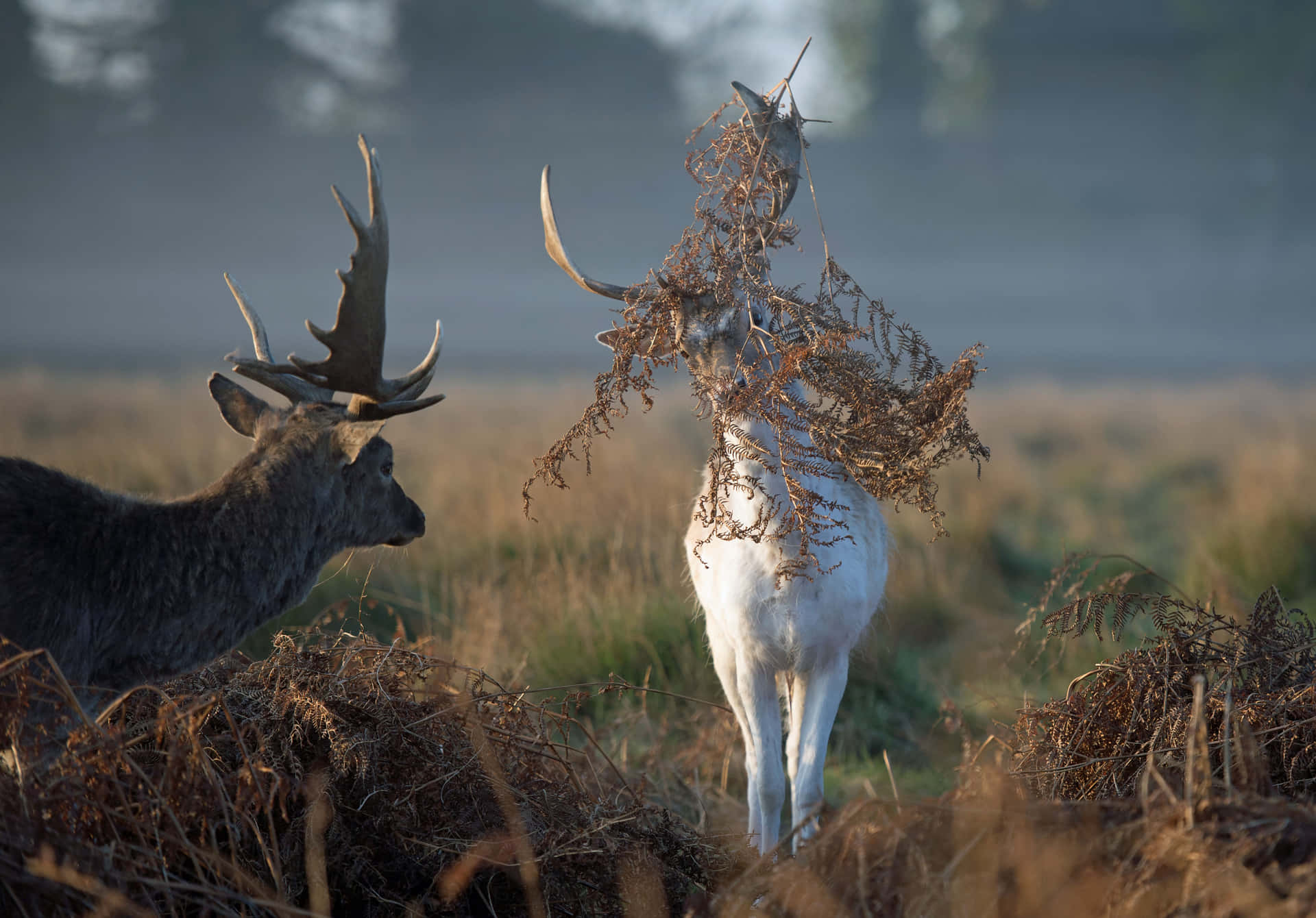 Funny Deer With Dried Grass Picture