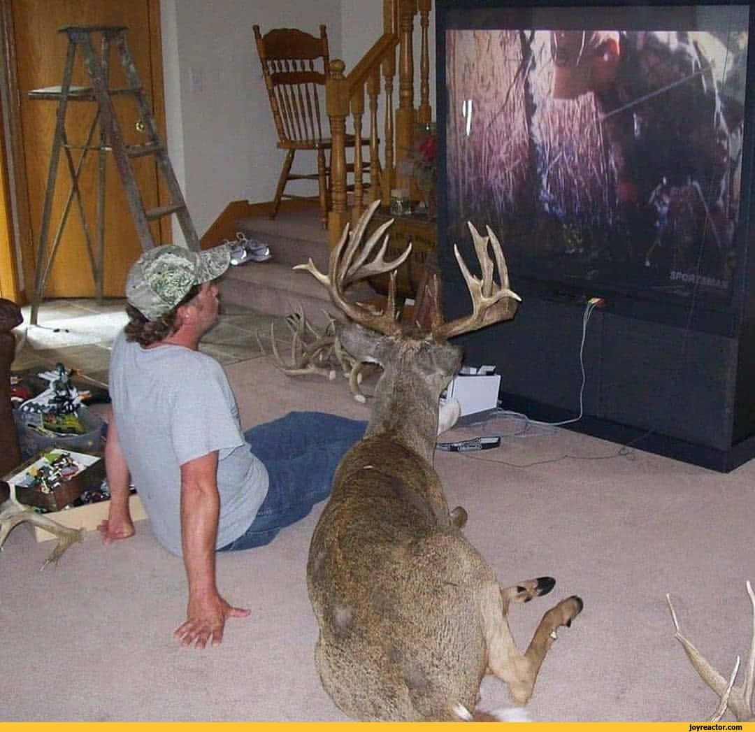 Funny Deer Watching TV Picture