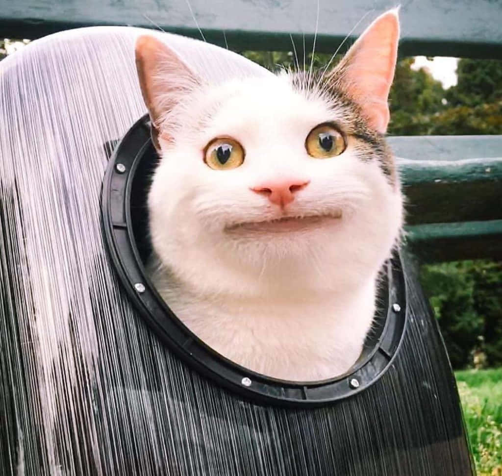 Funny Cat Inside A Bag Discord Profile Picture