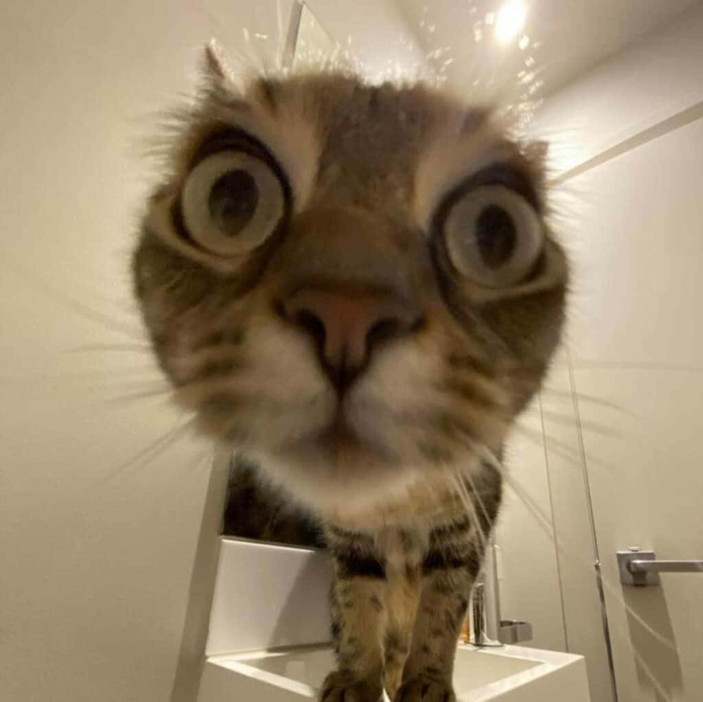 Download Selfie Cat Funny Discord PFP Wallpaper