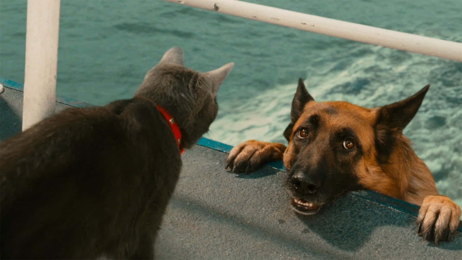 Funny Dog And Cat Picture Cinematic Film Picture
