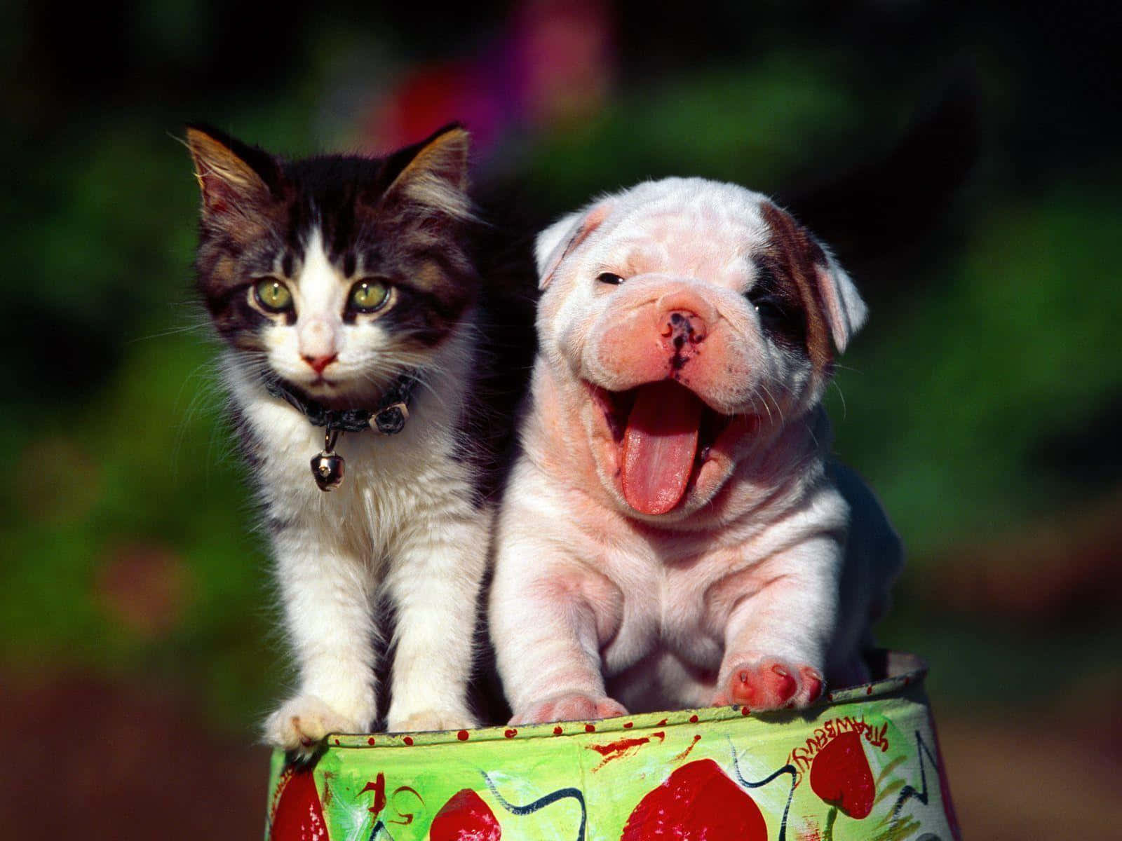 Funny Chubby Dog And Cute Cat Picture
