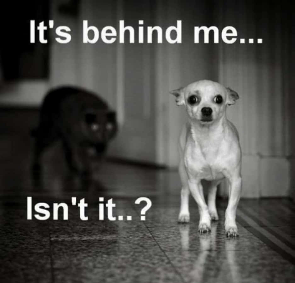 Funny Meme Scared Dog And Black Cat Picture