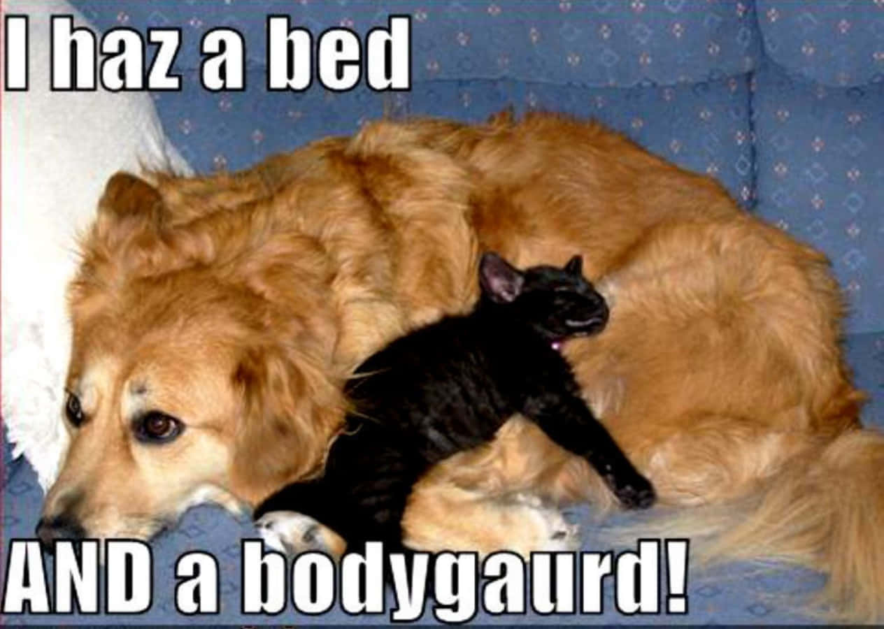 Funny Dog And Black Cat Picture Meme Picture