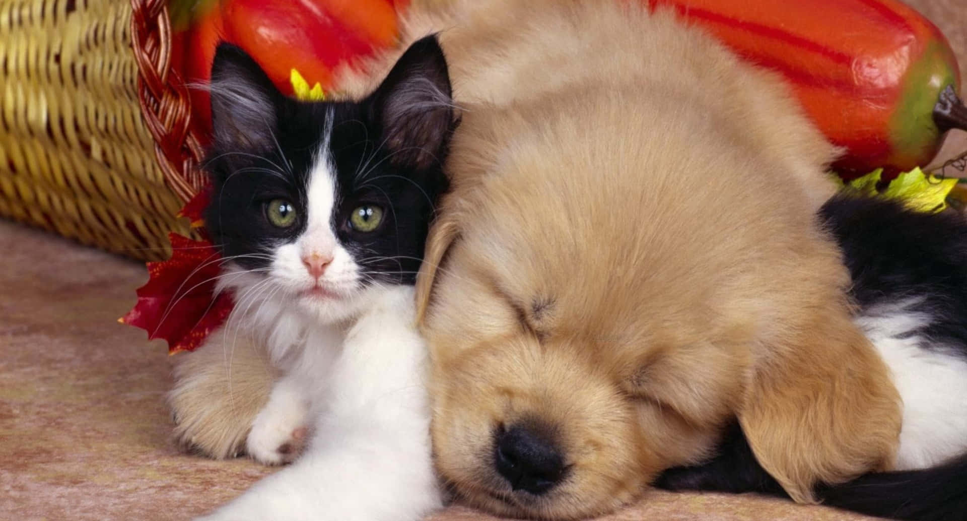 Funny Sleeping Dog And Cat Picture