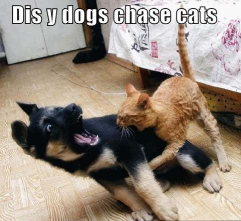 Funny Scared Dog And Cat Meme Picture