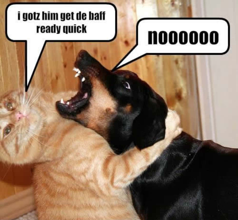 Funny Dog And Cat Picture Meme Fighting Picture