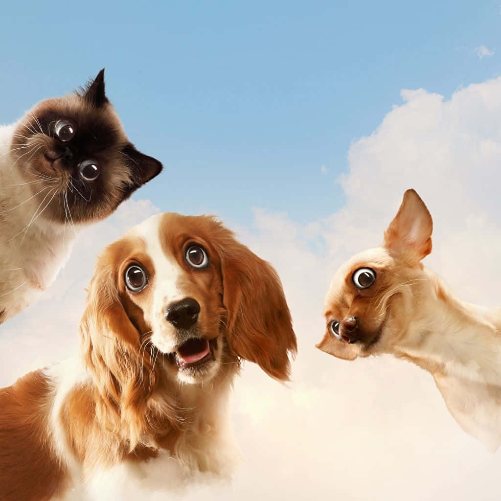 Lustigeshunde- Und Katzenbild Am Himmel Mit Wolken