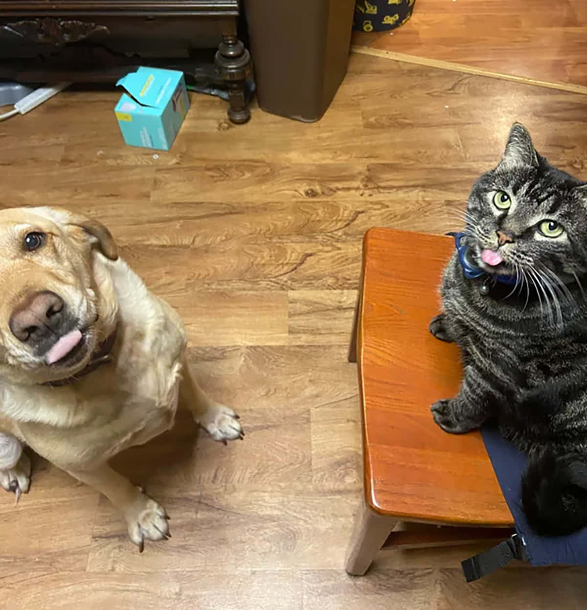 Funny Dog And Cat Picture Tongue Sticking Out