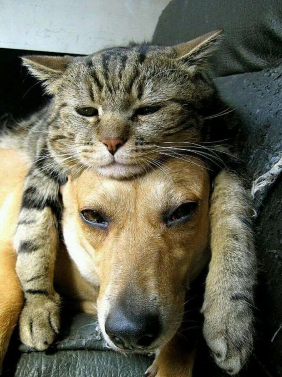 Funny Dog And Cute Tabby Cat Picture