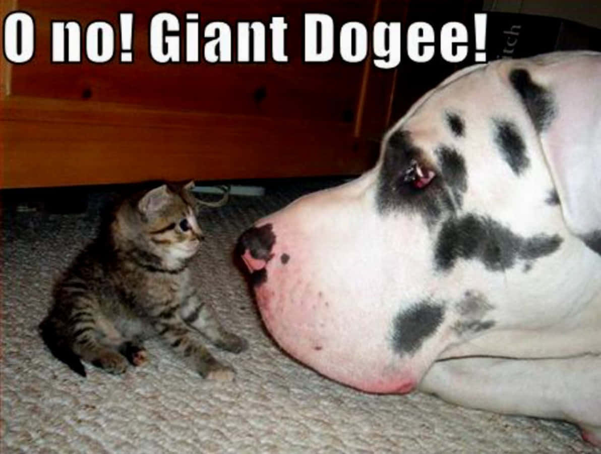 Funny Dalmatian Dog And Cat Picture