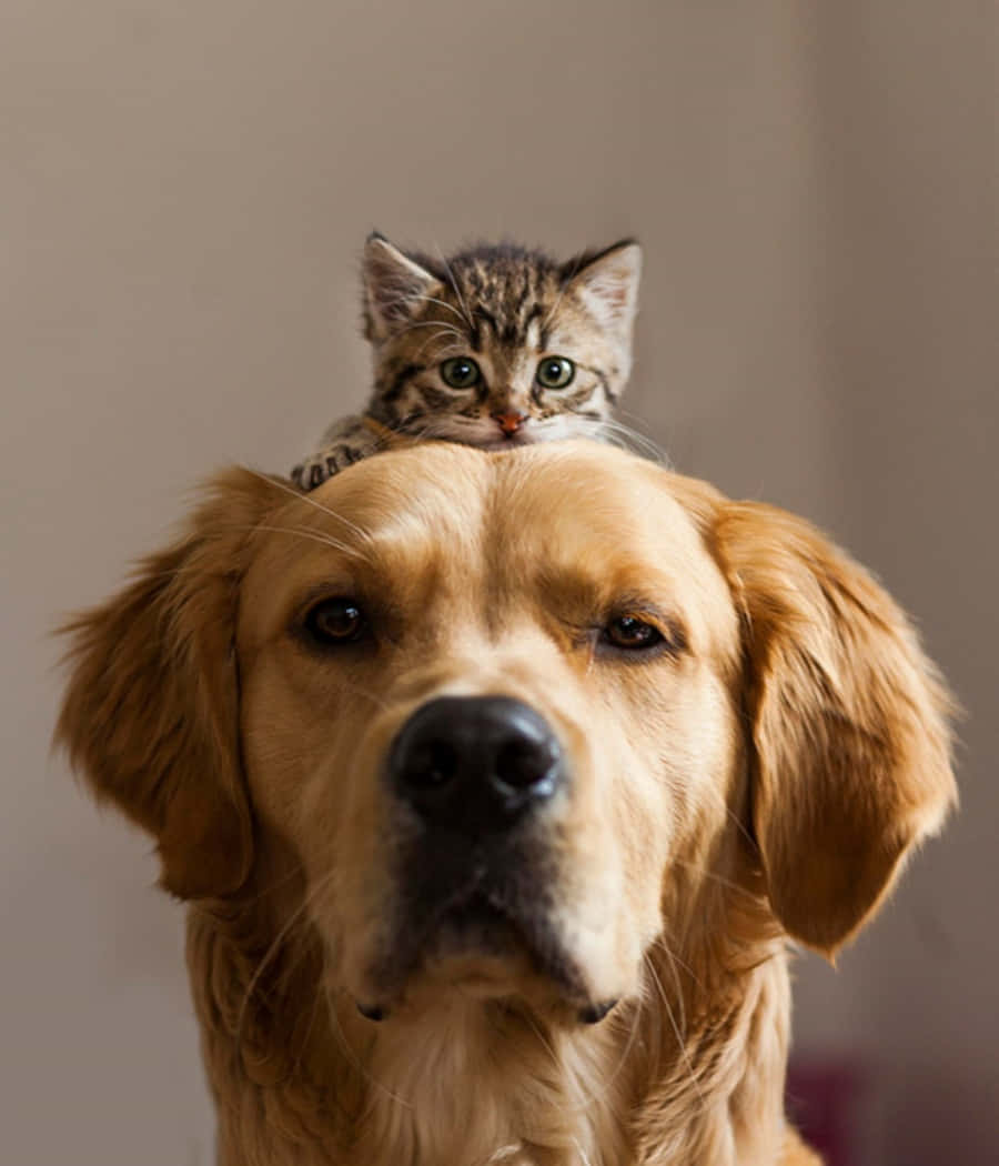 Imagendivertida De Un Perro Golden Retriever Y Un Gato