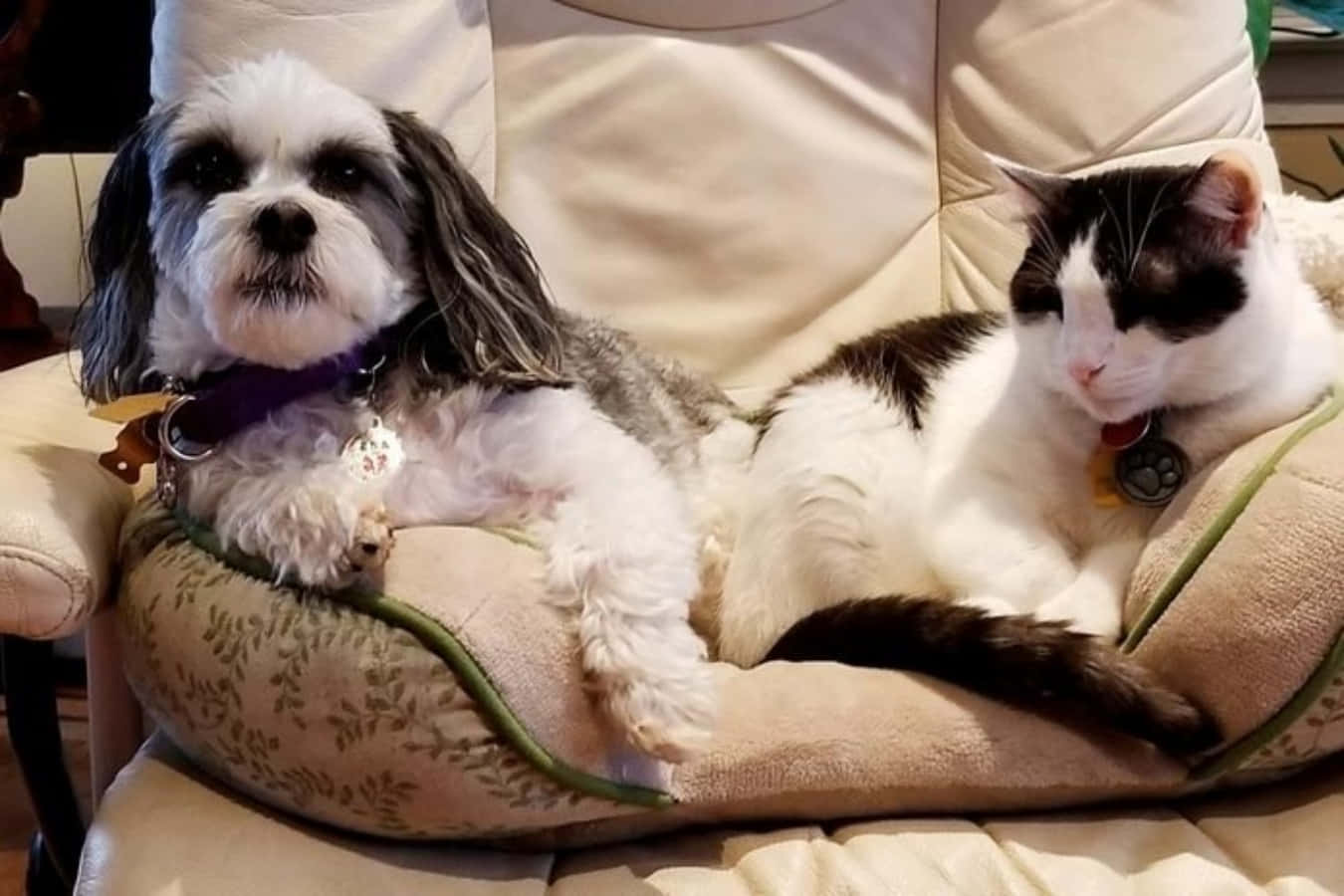 Lustigesbild Von Einem Shih Tzu Hund Und Einer Schwarz-weißen Katze