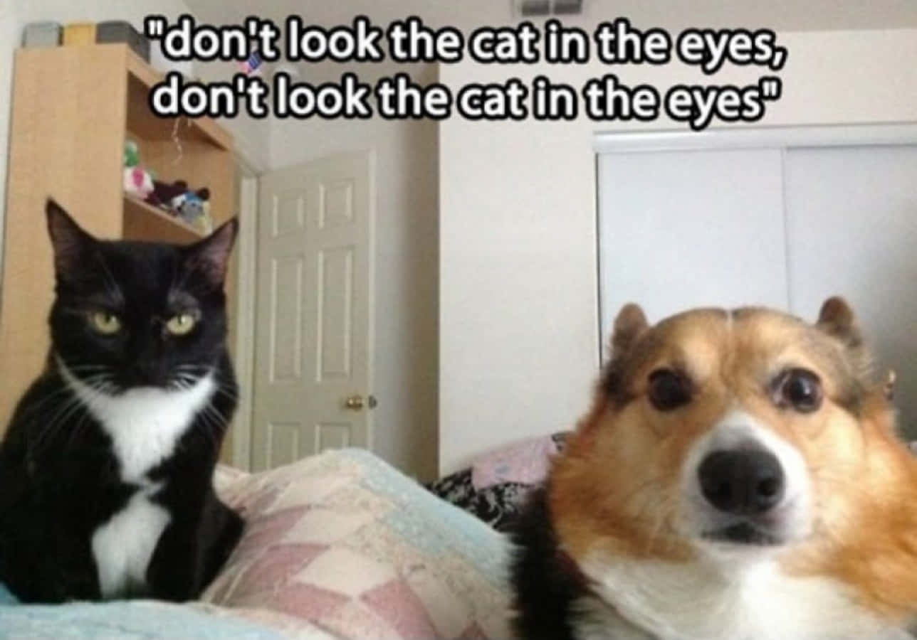 Funny Scared Dog And Grumpy Cat Picture