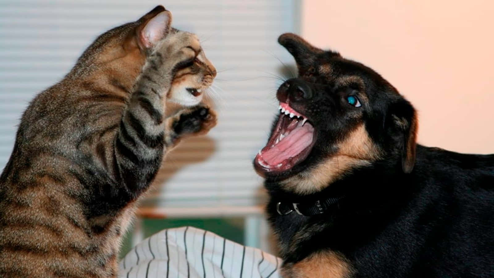 Sjovt billede af hund og kat der kæmper