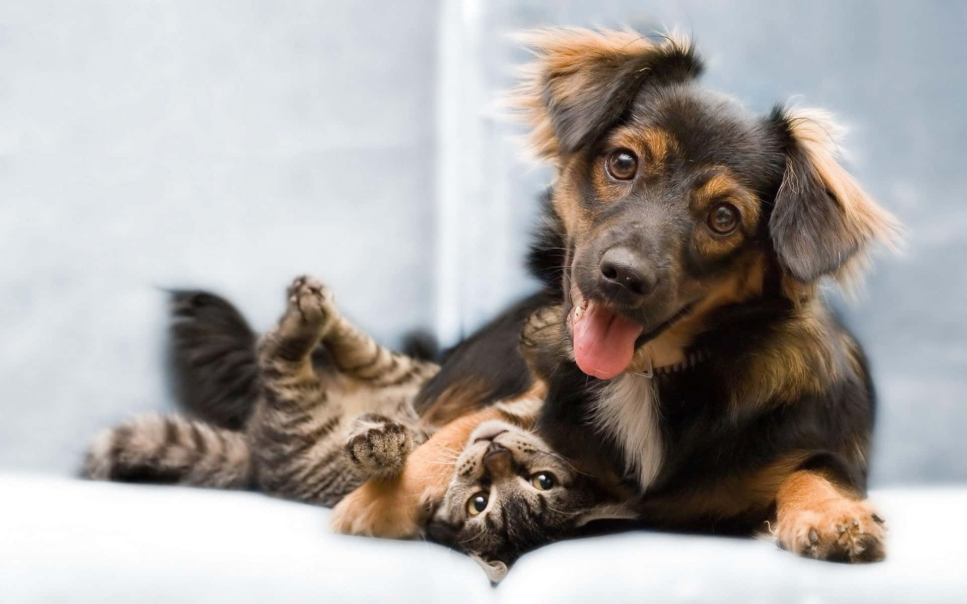 Funny Dog And Cat Picture Cute Cuddle Picture