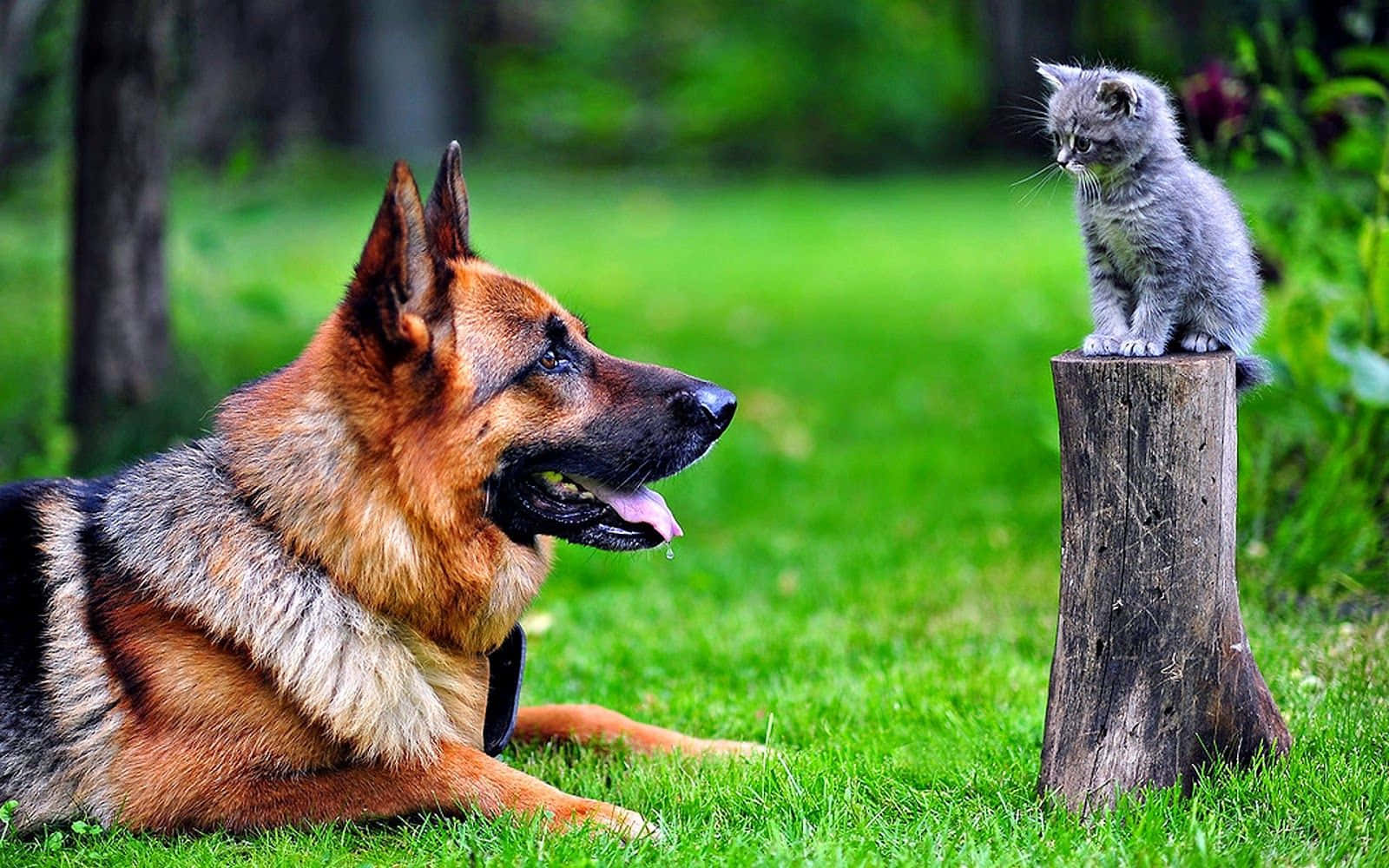 Sjove tyske hyrdehund og kat billeder